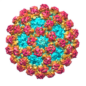Norovirus - Was ist das?